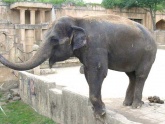 Elefant-05.jpg