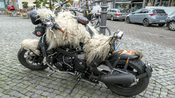 Schaffell-Motorrad.jpg
