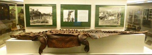 Krokodil-01-Ledermuseum.jpg