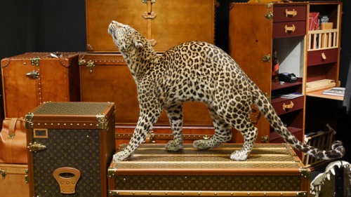 Leopard-ausgestopft-03.jpg