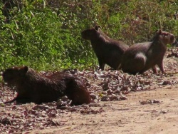 Pantanal-Capybara-03.jpg