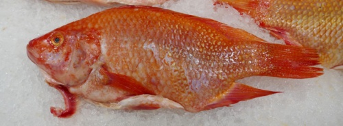 Tilapia-Fish.jpg